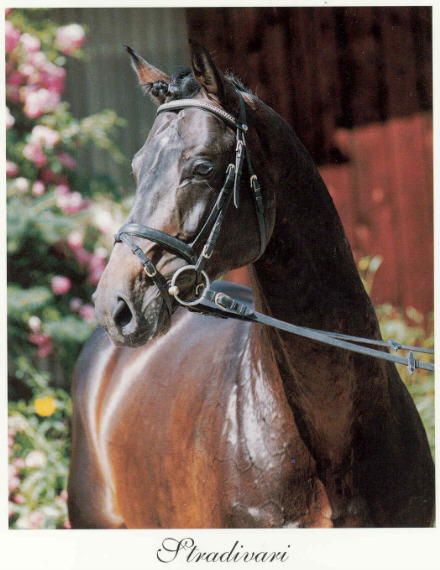 Stradivarius - Trakehner Stallion